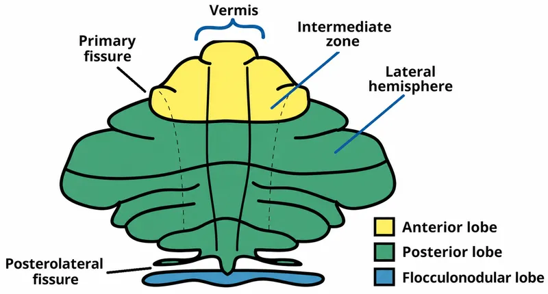 Cerebellar Lobes and Functional Divisions