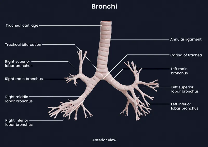 Trachea and Bronchial Tree: Anterior View