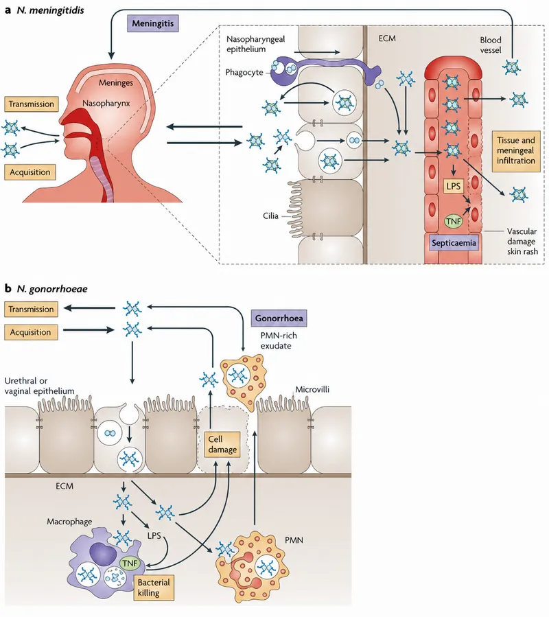 N. meningitidis and N. gonorrhoeae pathogenesis