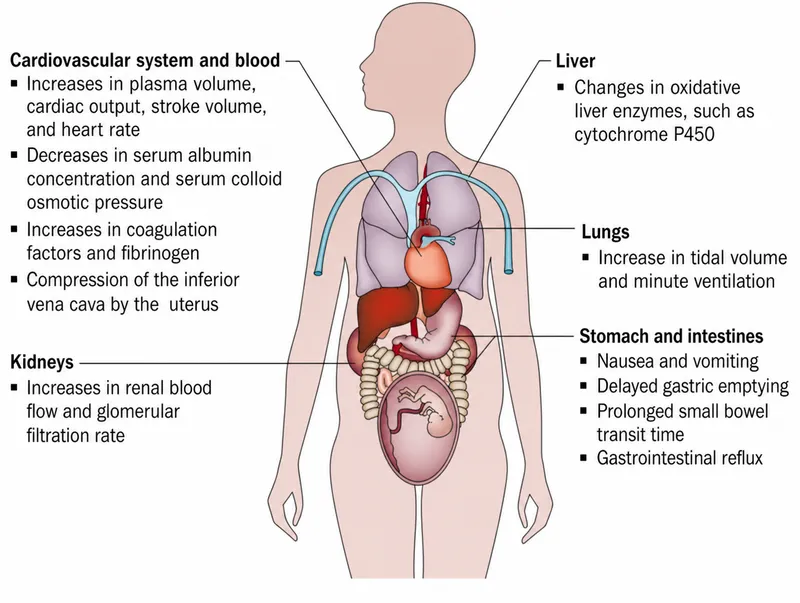 Maternal Physiological Changes in Pregnancy