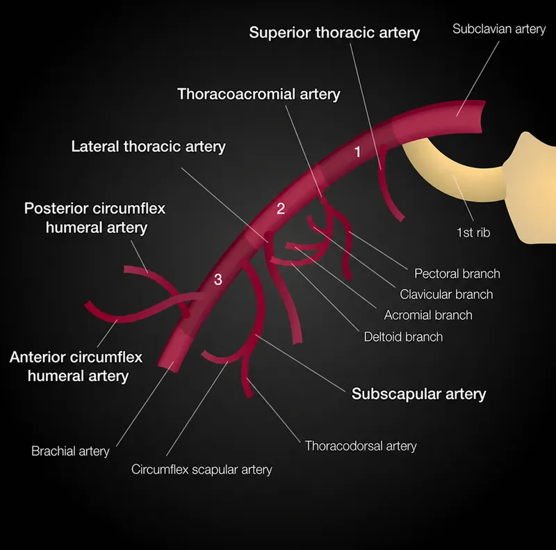 axillary artery anatomy branches