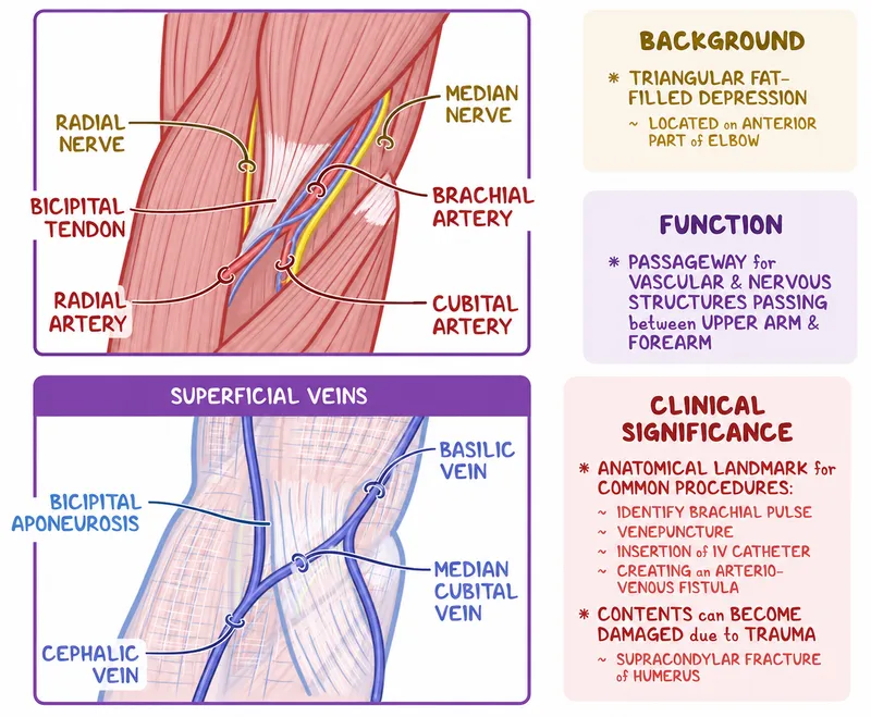 Cubital Fossa Anatomy and Clinical Significance