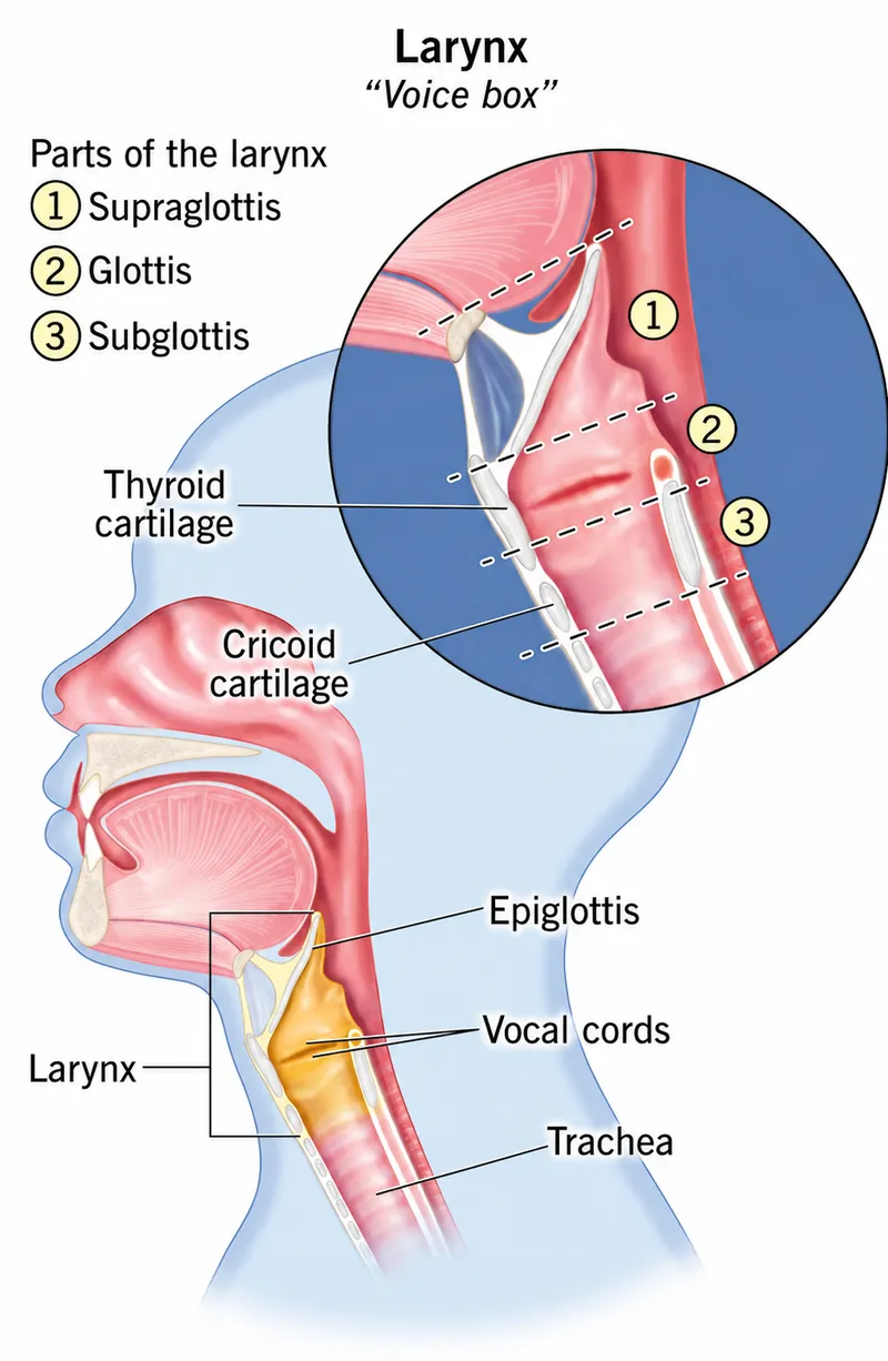Anatomy of the Larynx and Vocal Cords