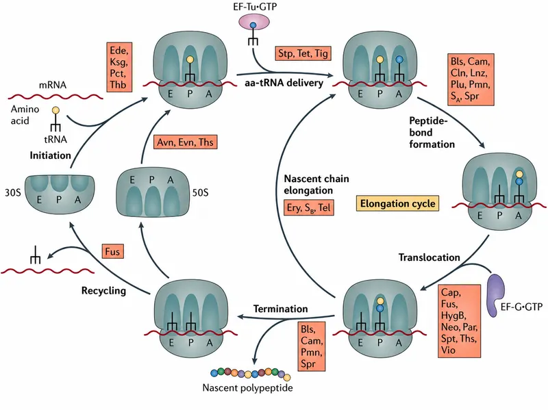 Tetracycline mechanism of action on bacterial ribosome