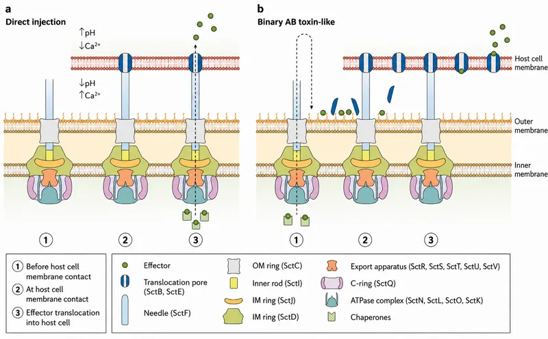 Bacterial Secretion Systems and Toxin Delivery