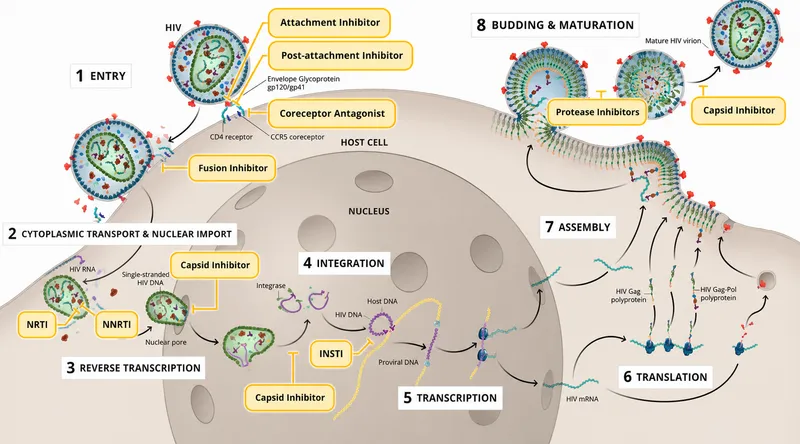 Antiretroviral drug classes and their targets in HIV replication cycle