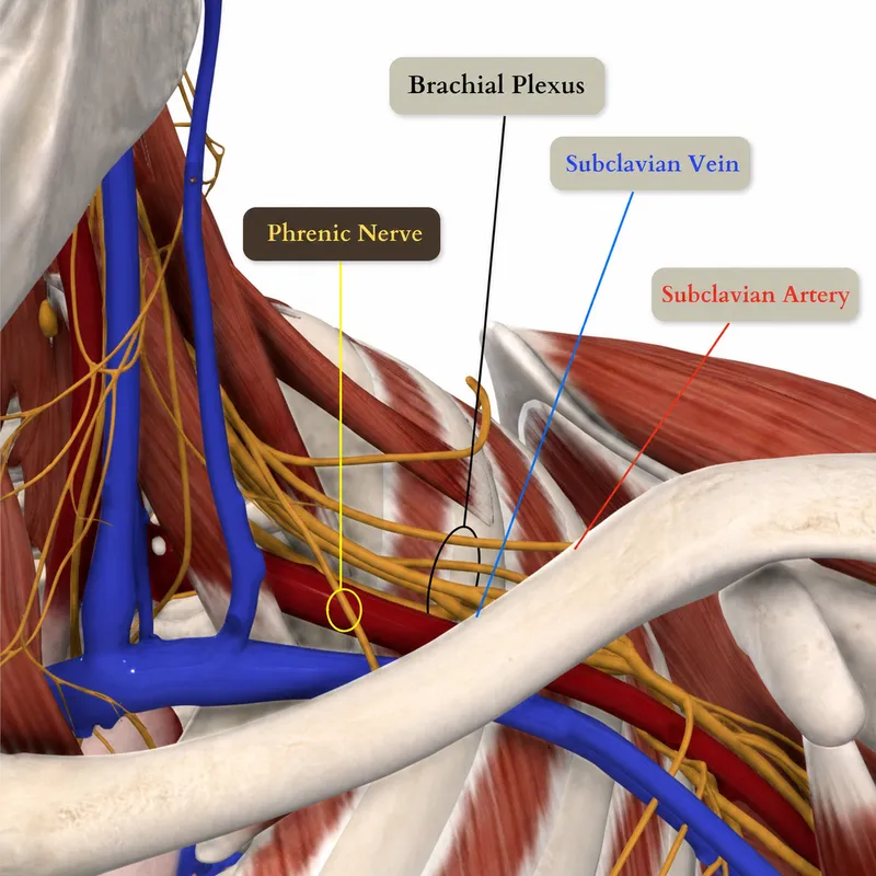 Brachial Plexus Anatomy for Regional Anesthesia