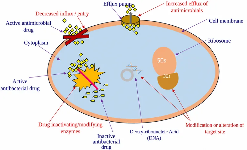 Mechanisms of Antimicrobial Resistance in Bacteria
