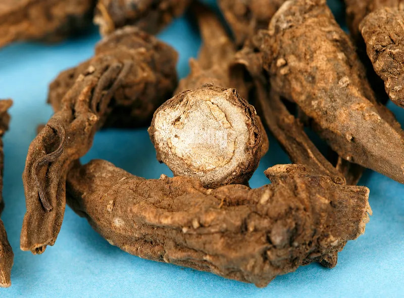 Aconite root tubers