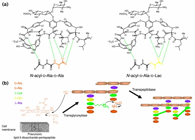 Vancomycin resistance: D-Ala-D-Ala to D-Ala-D-Lac mechanism