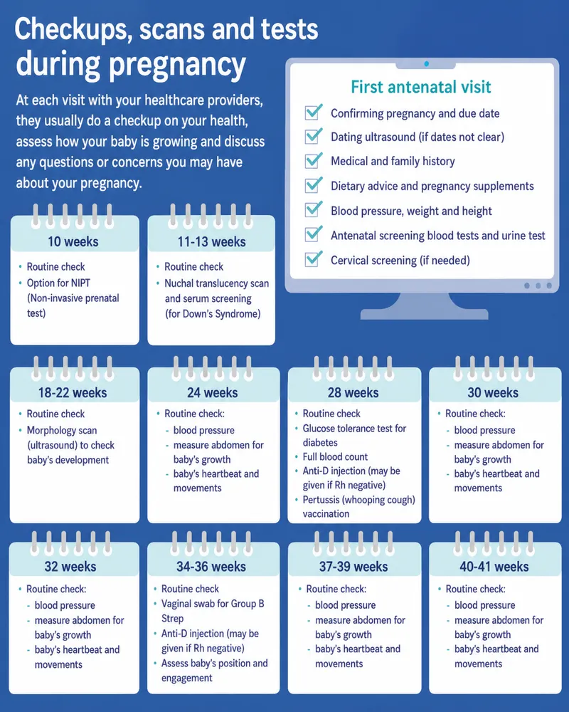 Prenatal laboratory screening timeline showing critical test intervals