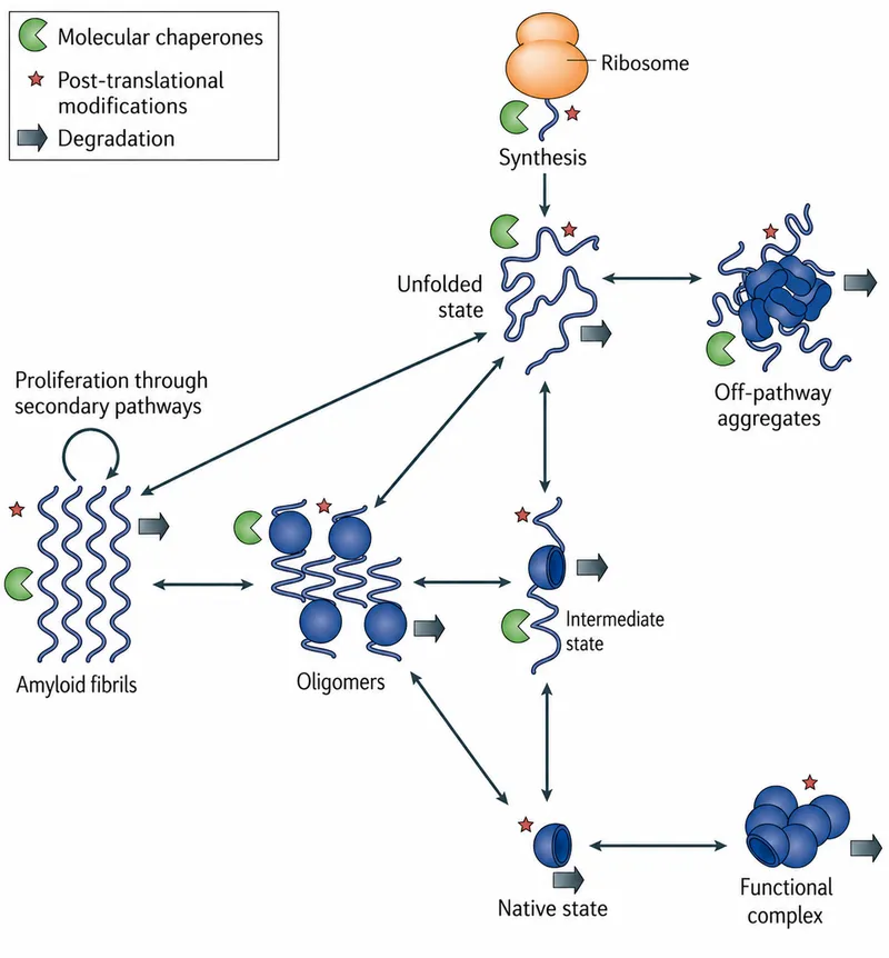 Protein Folding, Misfolding, and Degradation Pathways