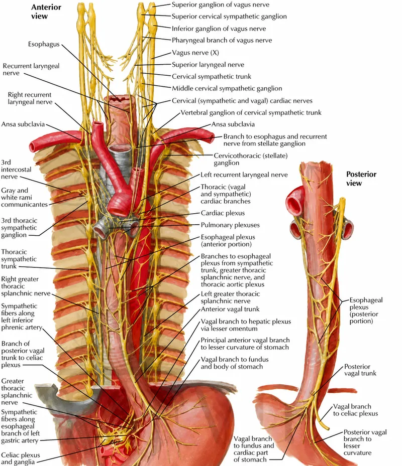 Esophageal plexus with vagal trunks and sympathetic chain