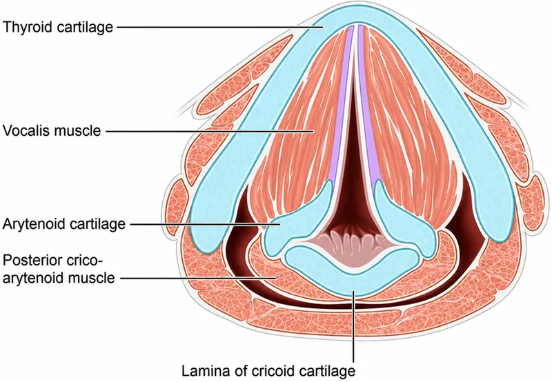 Detailed anatomical cross-section of larynx showing vocal fold layers and intrinsic muscles