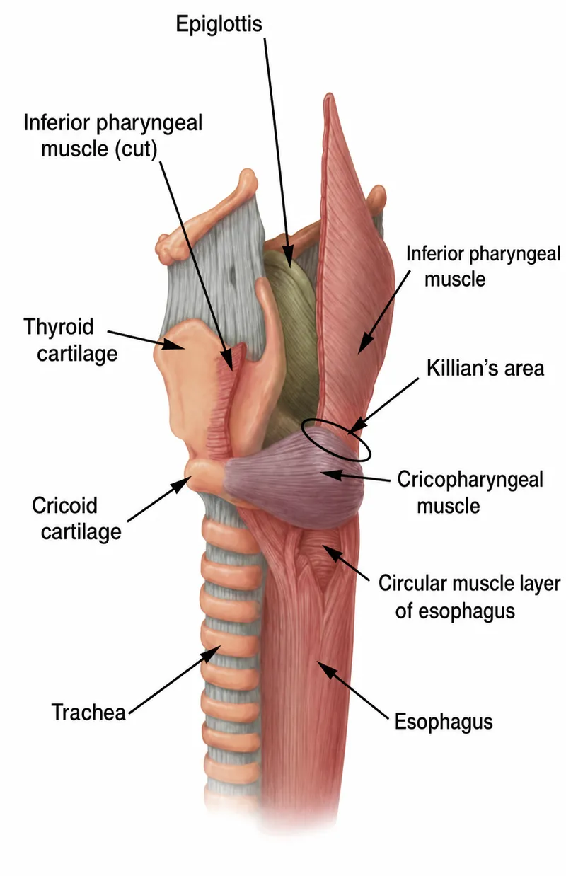 Anatomy of pharynx, esophagus, and trachea