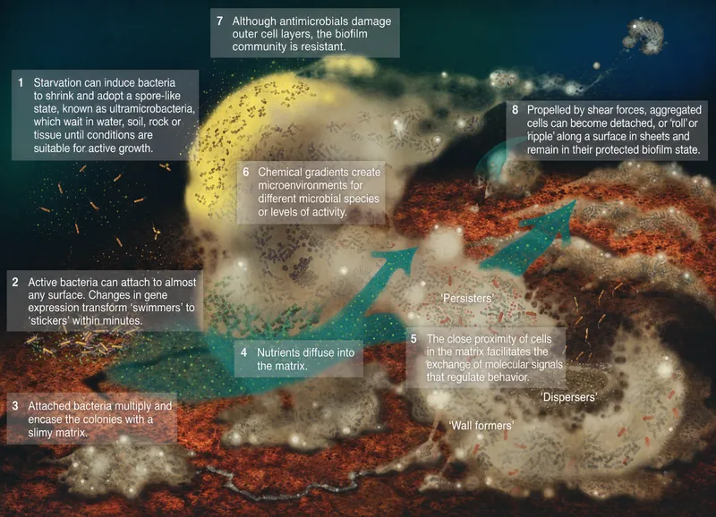 Bacterial Biofilm Formation and Drug Resistance