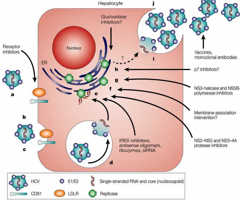 HCV life cycle and antiviral targets