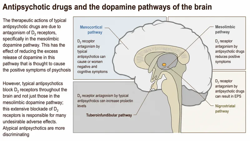 Antipsychotic drugs and dopamine pathways of the brain