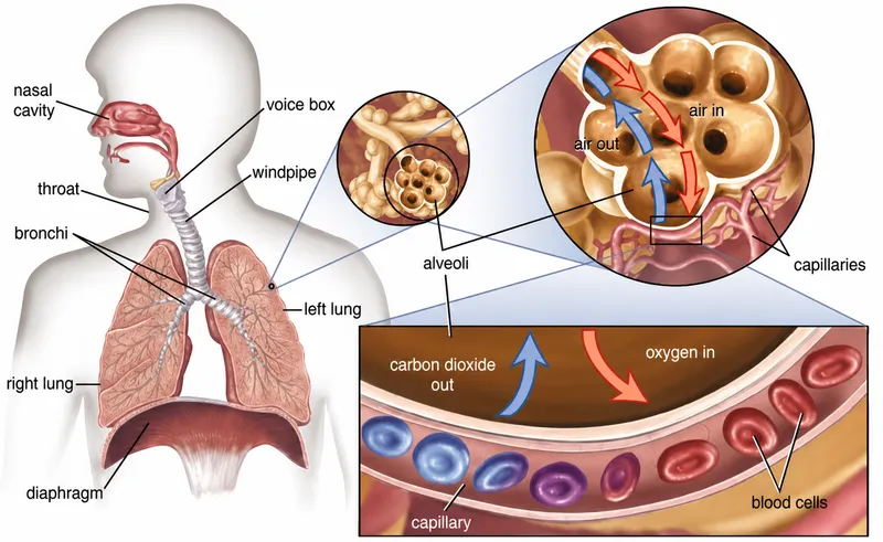 Lung anatomy and gas exchange in alveoli