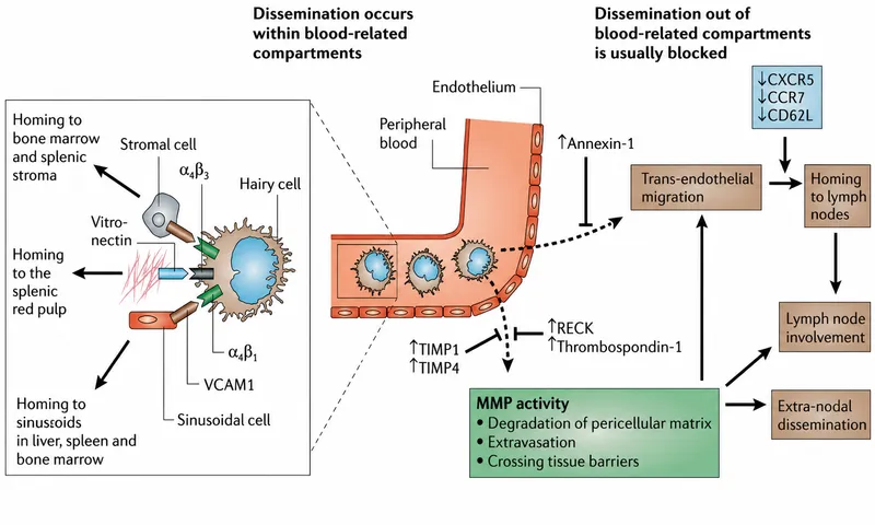 Hairy cell leukemia dissemination and homing mechanisms