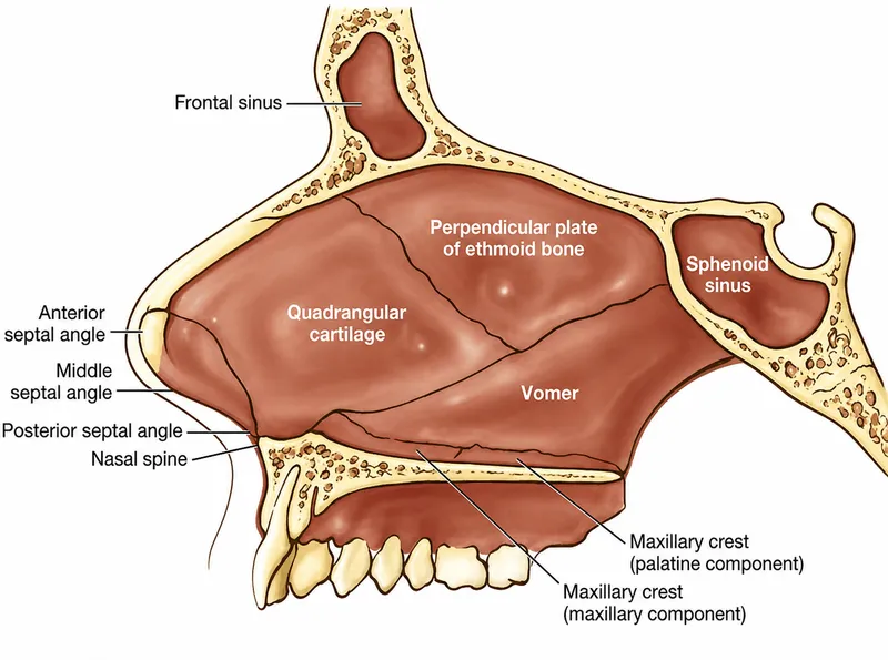 Anatomy of the Nasal Septum