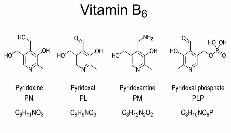 Vitamin B6 Vitamers and PLP Structures