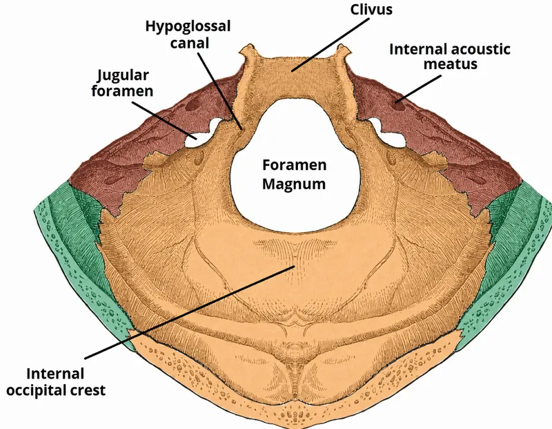 Posterior view of skull showing foramen magnum and jugular foramina