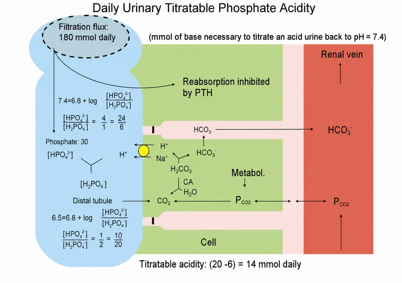 Renal Phosphate Buffer System and Titratable Acid Excretion