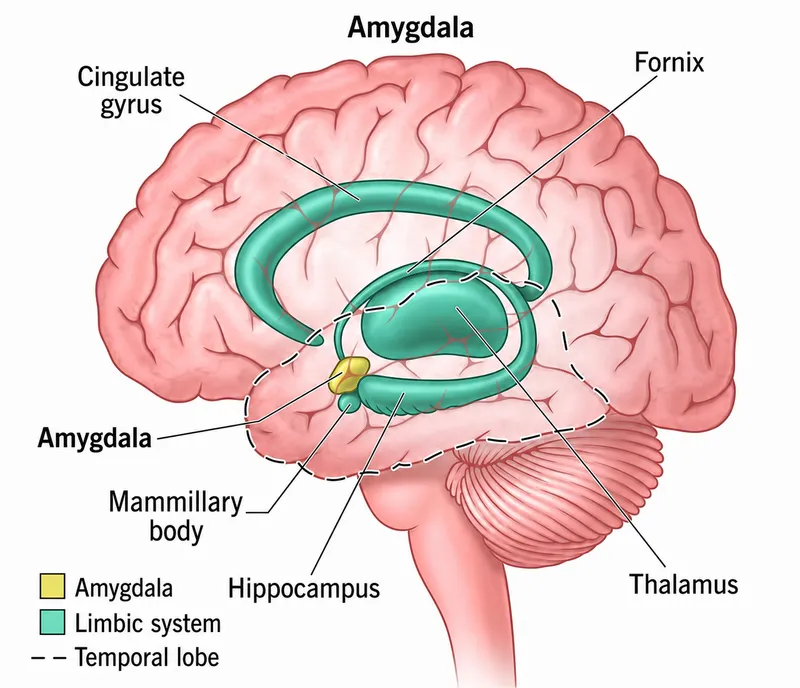Amygdala and Limbic System Diagram