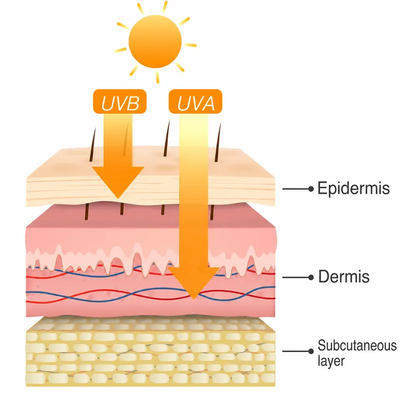 UVA and UVB penetration into skin layers