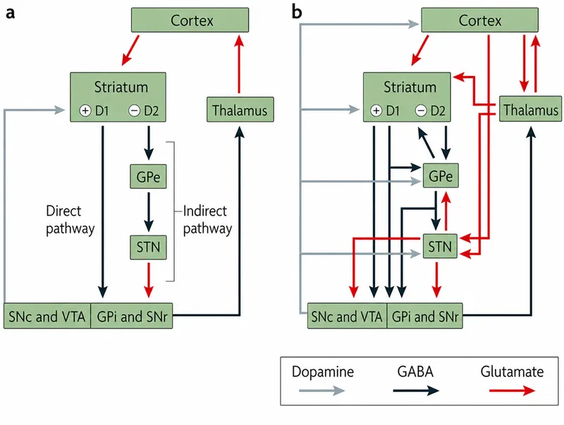 Basal Ganglia Direct and Indirect Pathways