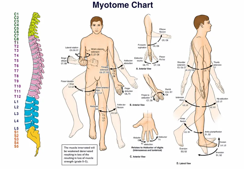 Myotome Chart with Motor Actions and Spinal Nerve Roots