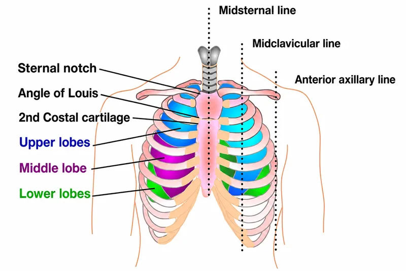 Thoracic Cage Surface Landmarks and Lung Lobes