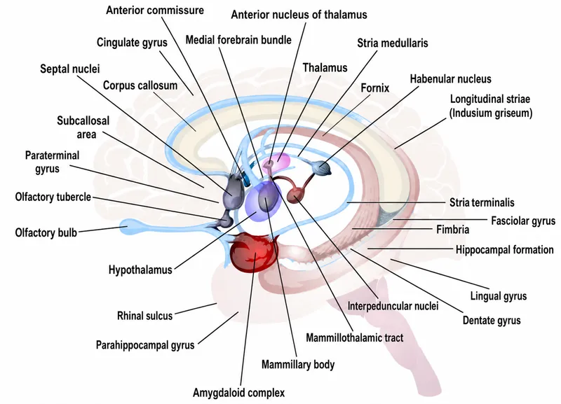 Limbic System Structures