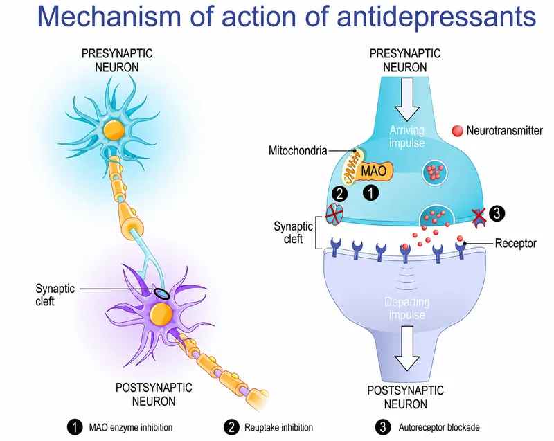 Antidepressant mechanisms at the synaptic cleft