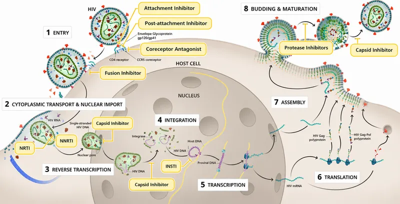 HIV life cycle and antiretroviral drug targets