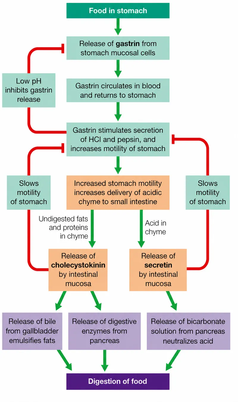 Gastrin, CCK, and Secretin in Digestion