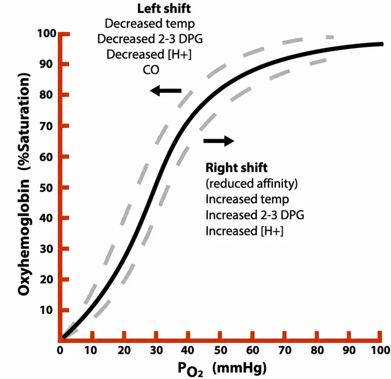 Oxygen-Hemoglobin Dissociation Curve Shifts