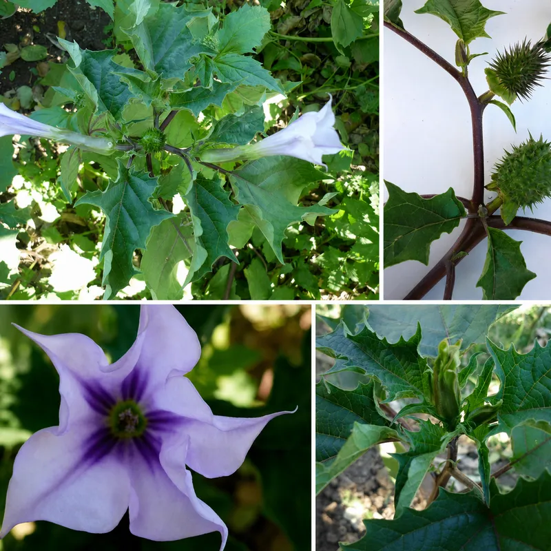 Datura stramonium plant with flower and seed pods
