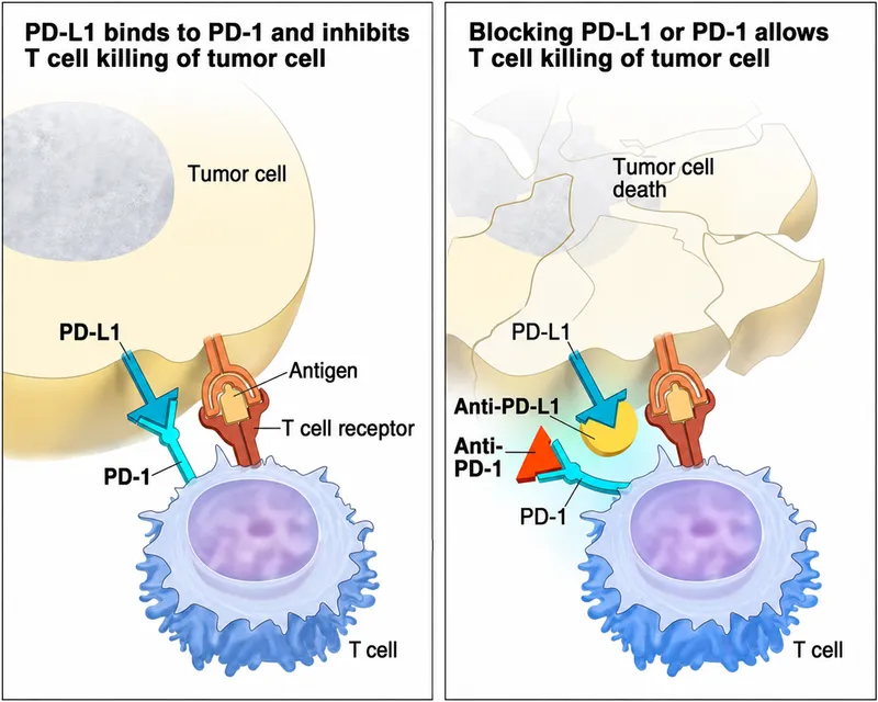 PD-1/PD-L1 checkpoint inhibition