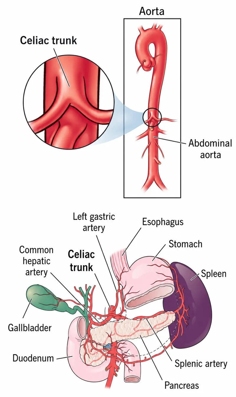 Celiac Trunk and Branches with Organs