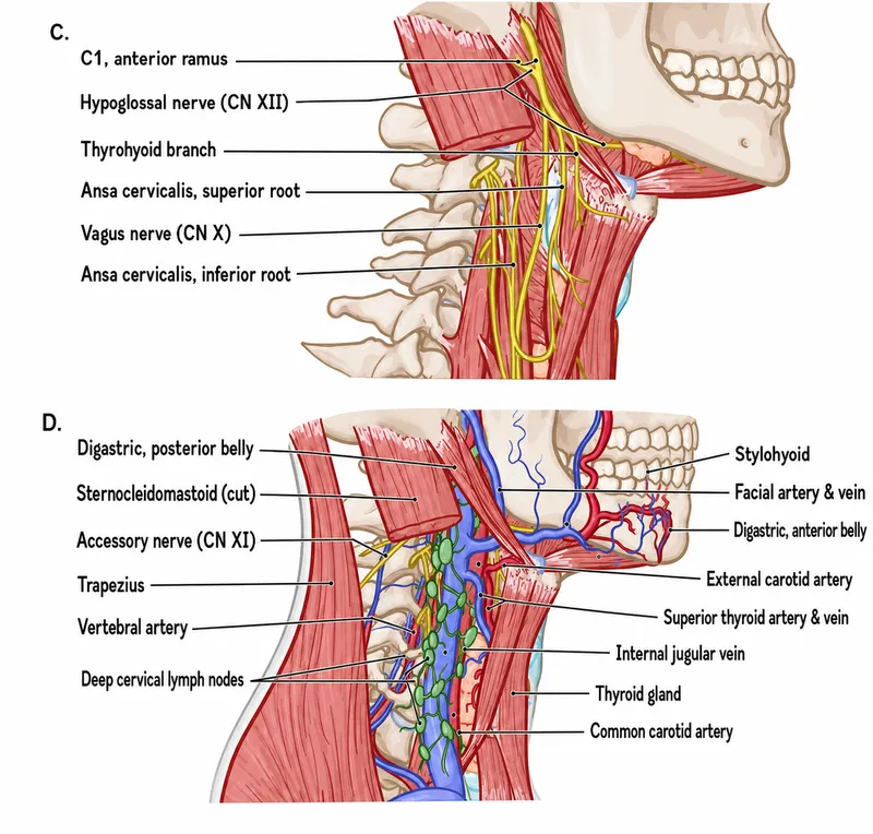 Deep structures of the neck: nerves, vessels, lymphatics