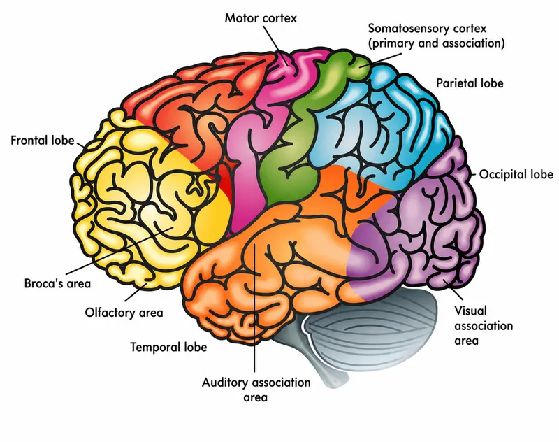 Cerebral Cortex Lobes and Key Areas