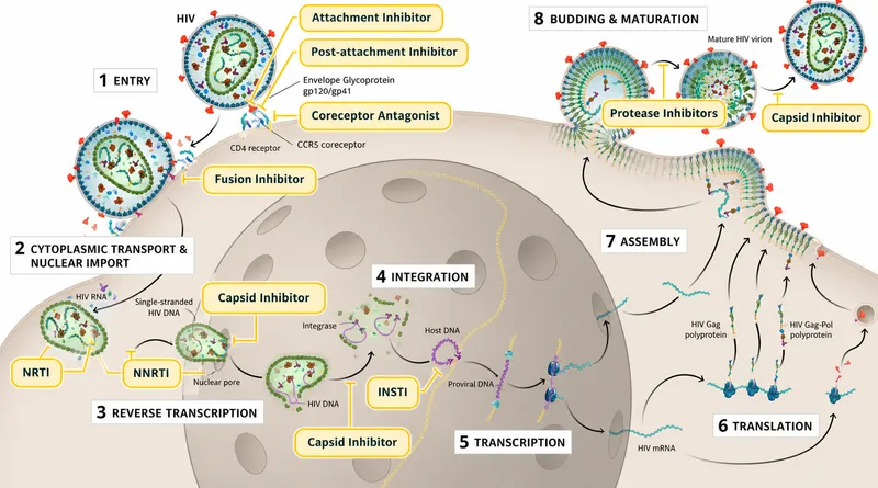 HIV Life Cycle & Antiviral Targets