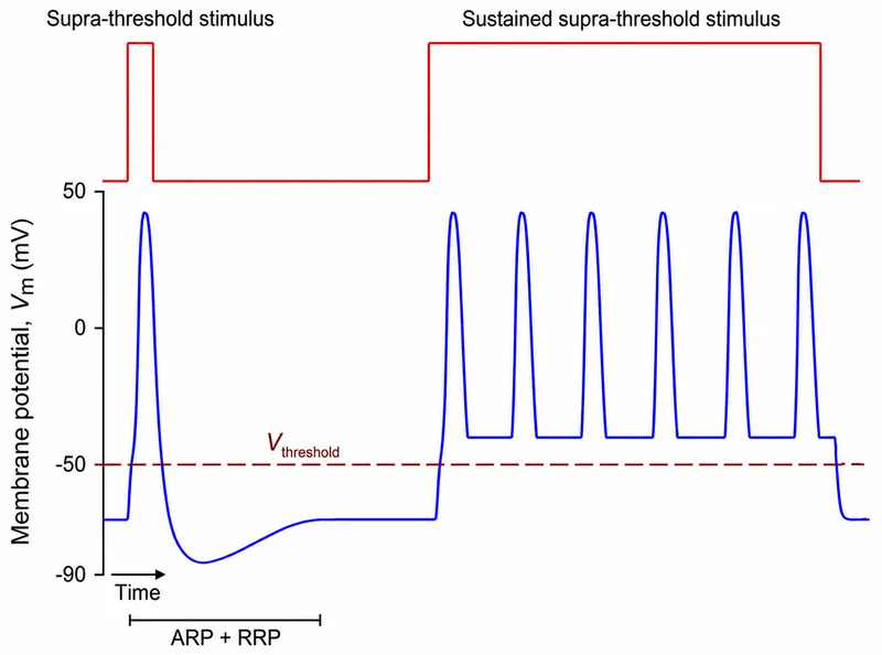 Action Potential Response to Supra-threshold Stimuli