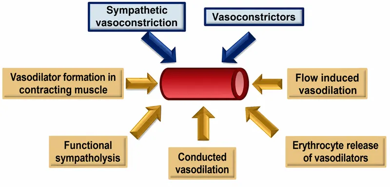 Factors influencing blood vessel diameter during exercise